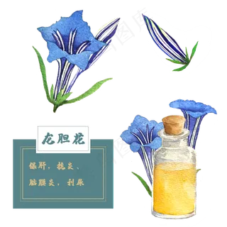 龙胆花花类中草药水彩植物花卉精