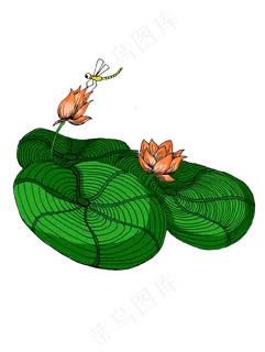 夏季植物大暑小暑小荷才露尖尖角