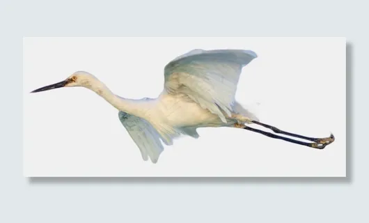 飞翔的大鸟,免抠元素