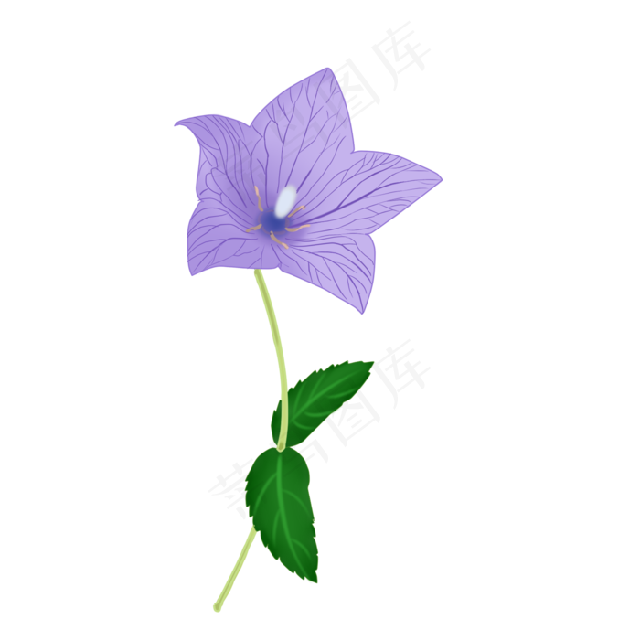 手绘花桔梗花紫色花植物花朵(2000X2000(DPI:300))psd模版下载