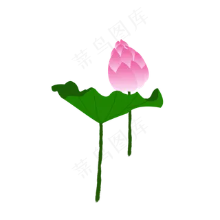 荷花荷花图荷花荷叶花骨朵元素