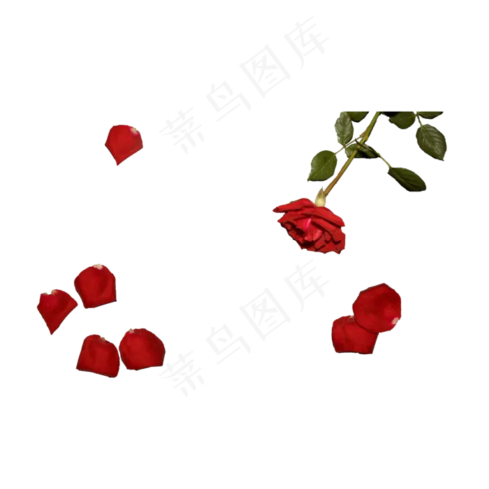 红玫瑰花瓣（png免抠）(2000*2000px 72 dpi )psd模版下载