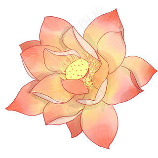 美丽盛开荷花装饰元素