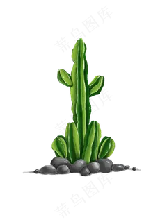 清新小石子仙人掌,免抠元素