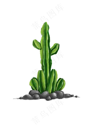 清新小石子仙人掌,免抠元素