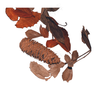 红色树叶和玉米根