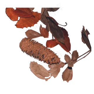 红色树叶和玉米根