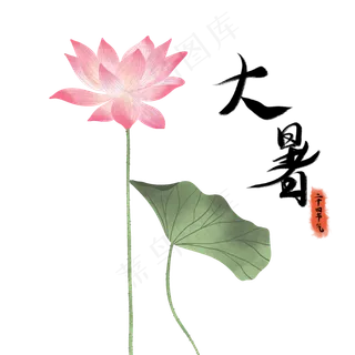 夏天大暑节气荷花