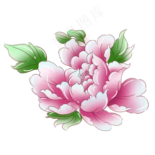 植物粉红色牡丹花