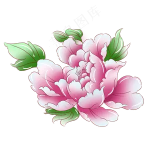 植物粉红色牡丹花