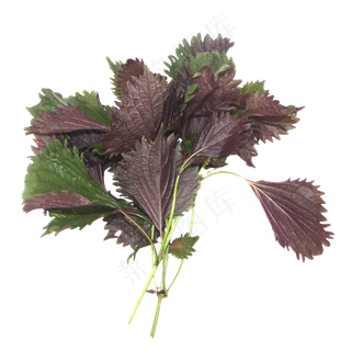 紫苏蔬菜,免抠元素