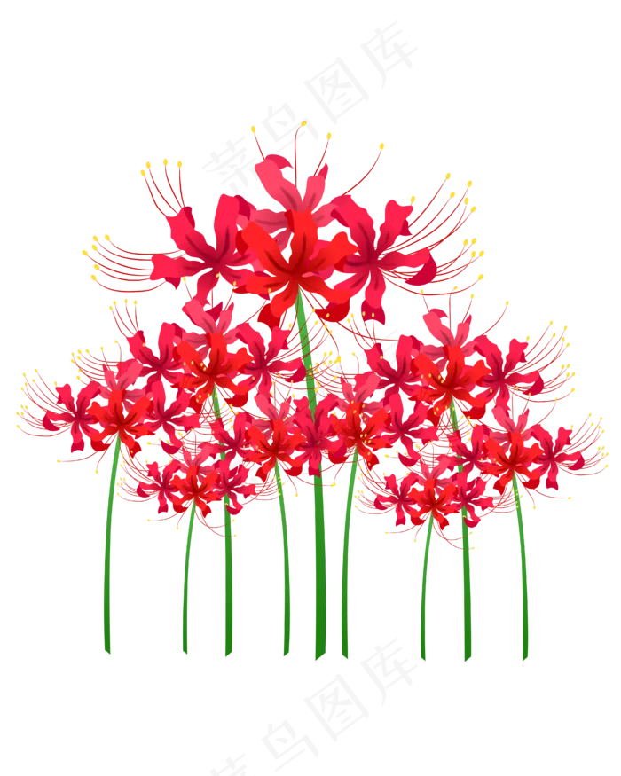 红色彼岸花(4167*5208px 300 dpi )ai矢量模版下载