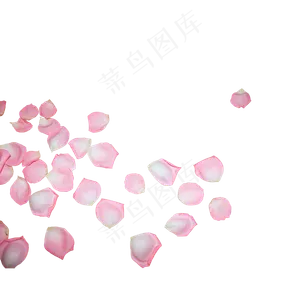 一片粉色玫瑰花瓣