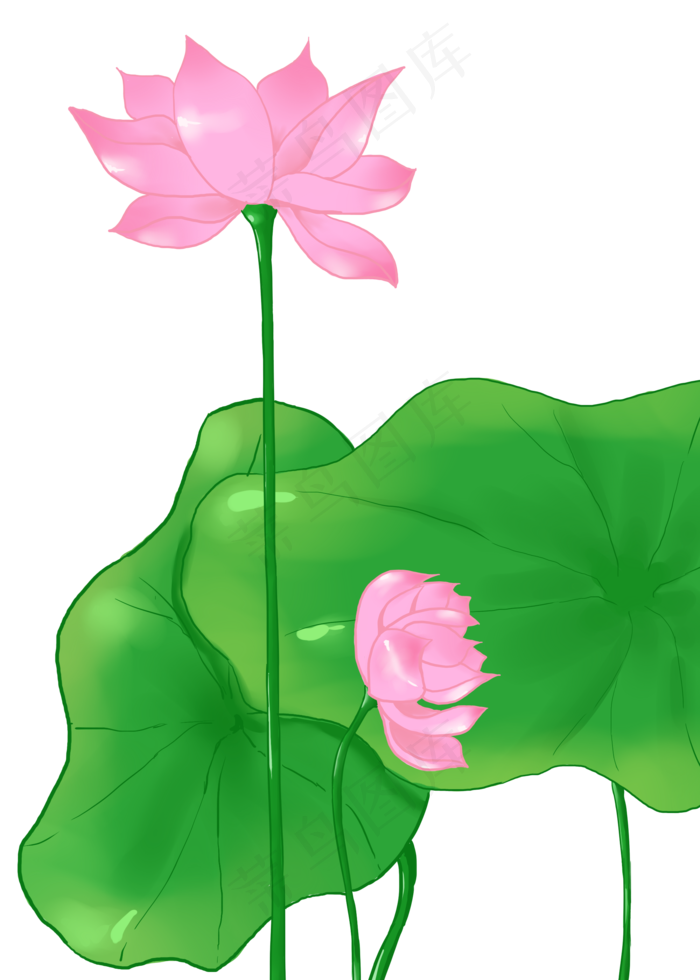 精美荷花装饰插画