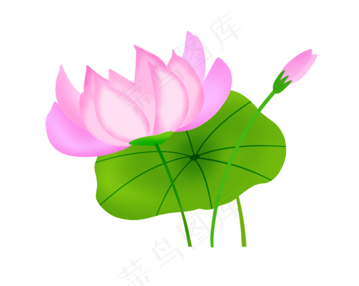 一朵粉色荷花插图