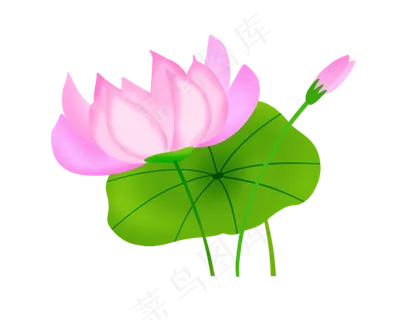 一朵粉色荷花插图