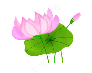 一朵粉色荷花插图