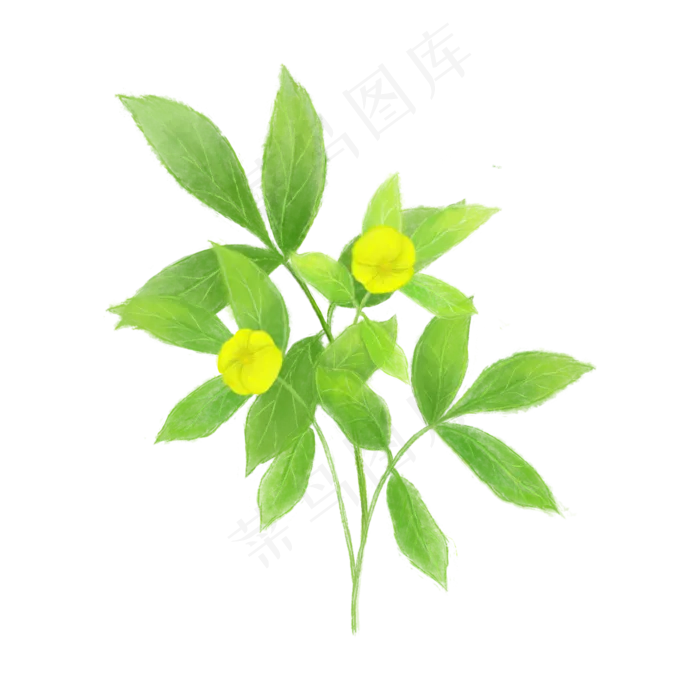 春天植物纤细黄色嫩绿春天PNG