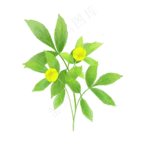 春天植物纤细黄色嫩绿春天PNG