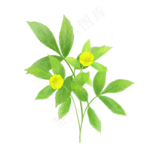 春天植物纤细黄色嫩绿春天PNG