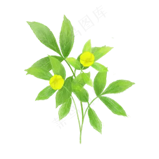 春天植物纤细黄色嫩绿春天PNG 春天植物纤细黄色嫩绿春天PNG
