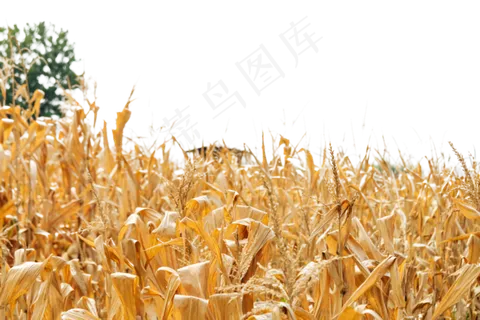 秋天的玉米秸秆枯黄叶子,免抠元素