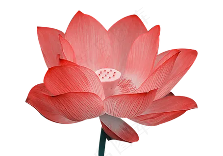 荷塘盛开的荷花