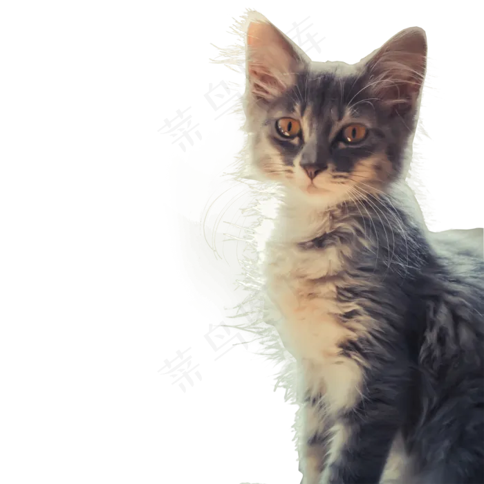 小猫咪实拍png,免抠元素(2000X2000(DPI:300))psd模版下载