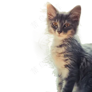 小猫咪实拍png,免抠元素