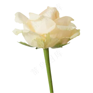 一支黄色玫瑰花