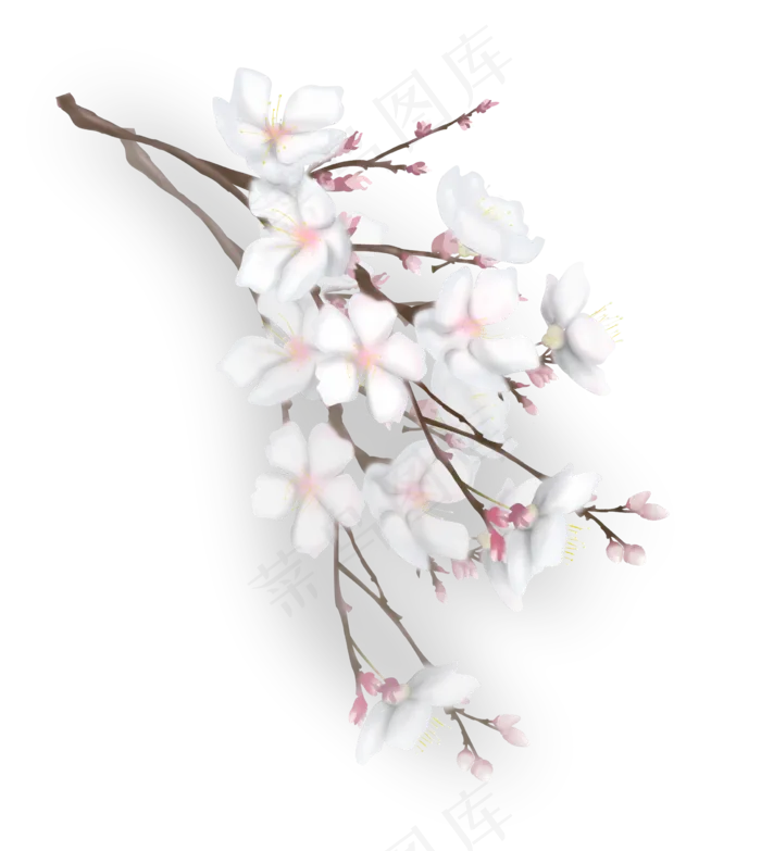 一束漂亮的樱花花束,免抠元素