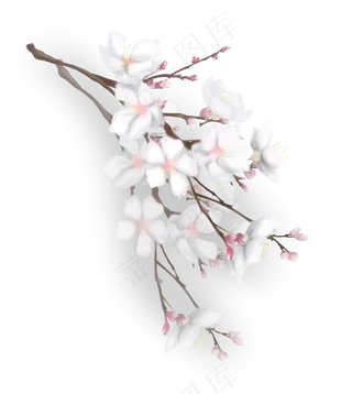 一束漂亮的樱花花束,免抠元素