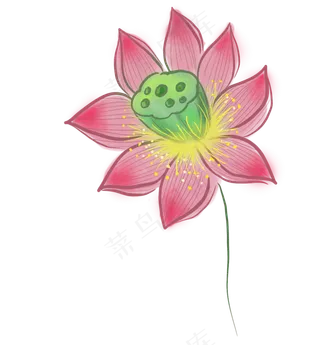 夏季古风粉色荷花