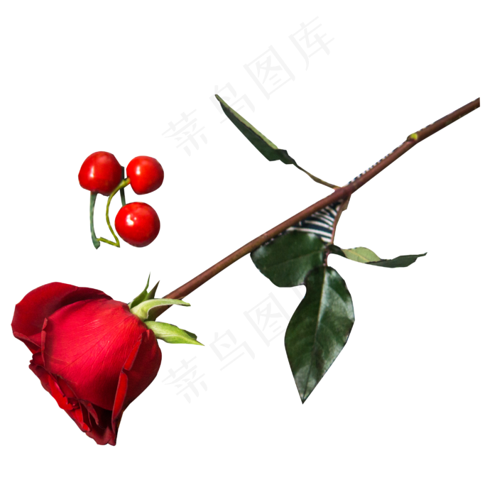 实拍公园花卉玫瑰花樱桃