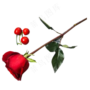 实拍公园花卉玫瑰花樱桃
