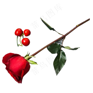 实拍公园花卉玫瑰花樱桃