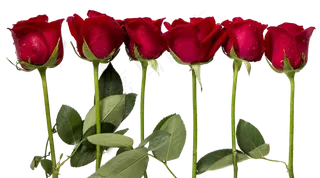 一排红玫瑰