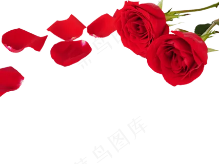 浪漫鲜花红玫瑰