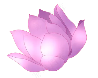 唯美的紫色荷花插图