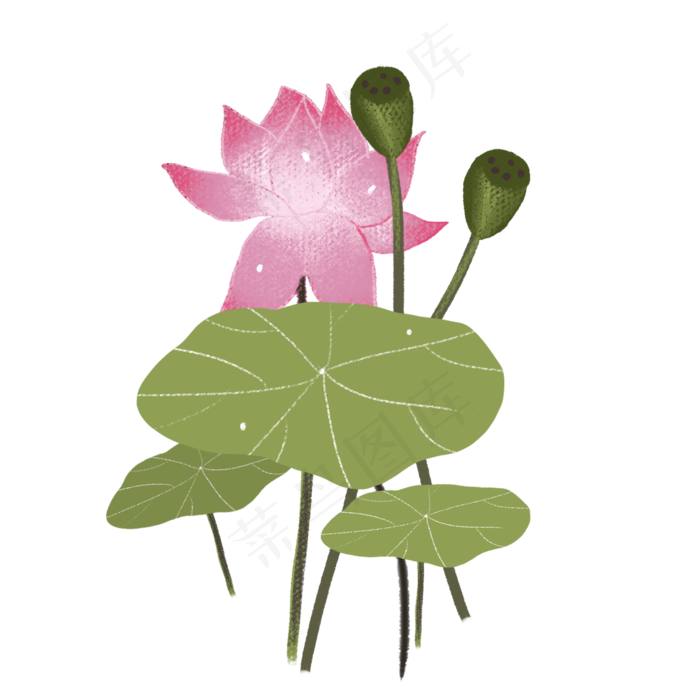 荷花荷叶png素材