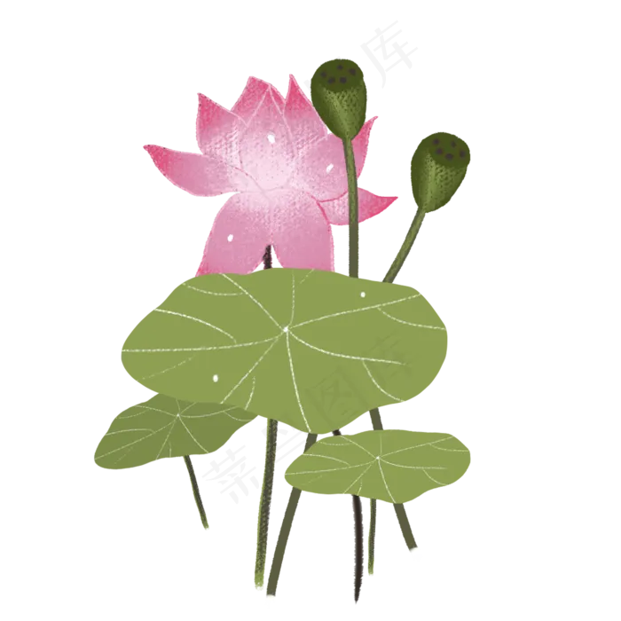 荷花荷叶png素材(2000X2000(DPI:300))psd模版下载