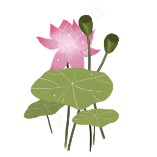 荷花荷叶png素材