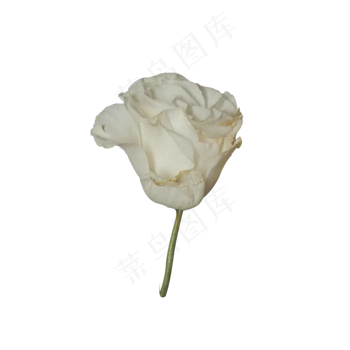 一朵美丽的白玫瑰(2000X2000(DPI:300))psd模版下载