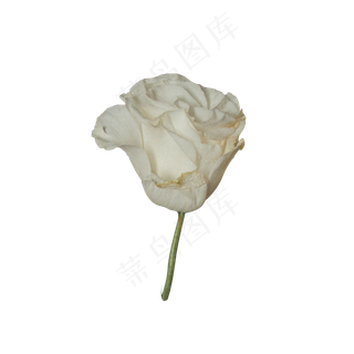 一朵美丽的白玫瑰