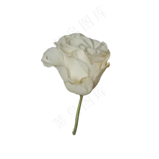 一朵美丽的白玫瑰