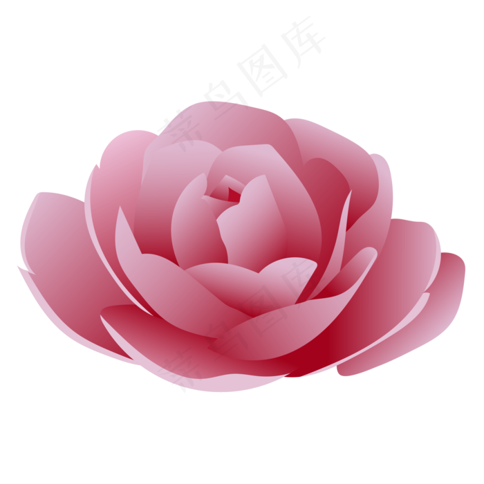 渐变粉色矢量盛开玫瑰