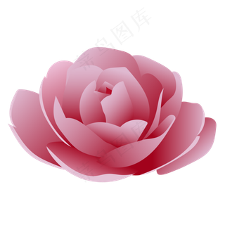 渐变粉色矢量盛开玫瑰