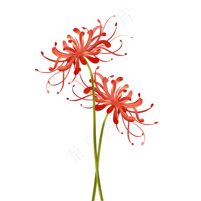 手绘写实彼岸花(2000X2000(DPI:96))psd模版下载