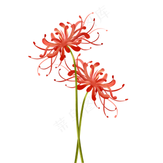 手绘写实彼岸花
