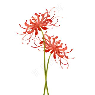 手绘写实彼岸花